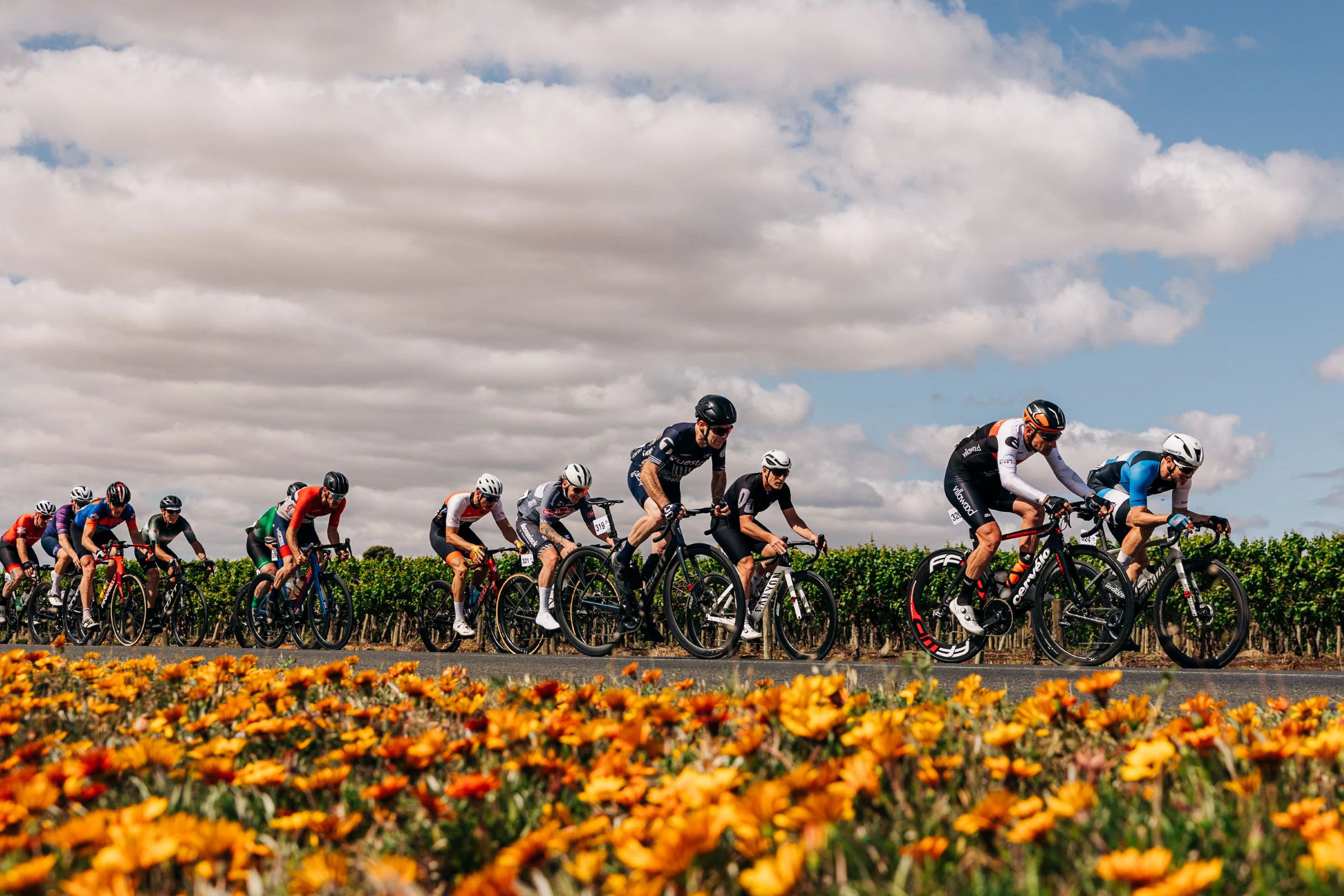 Masters cyclists competing in the AusCycling Road National Championships in Loxton in 2025 with a foreground of yellow and orange flowers.