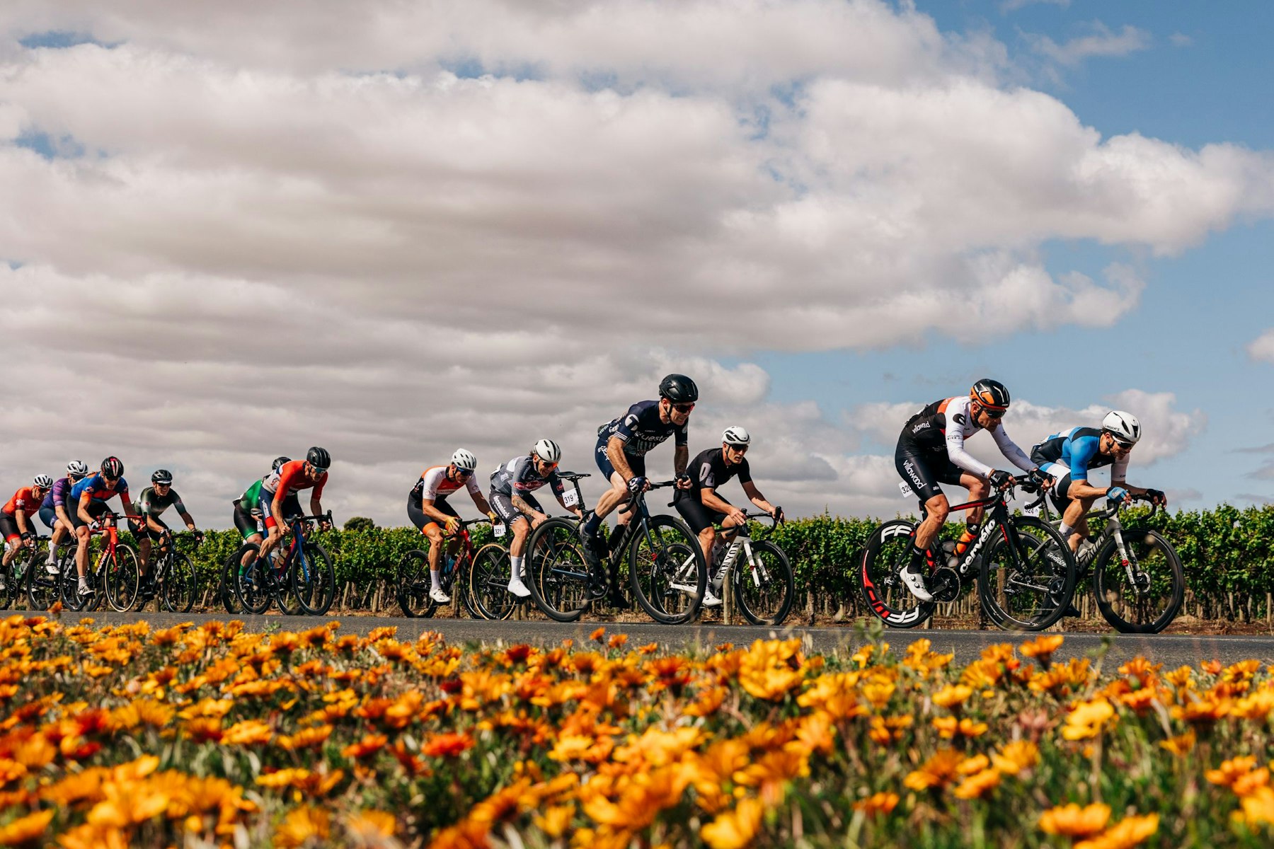 Masters cyclists competing in the AusCycling Road National Championships in Loxton in 2025 with a foreground of yellow and orange flowers.